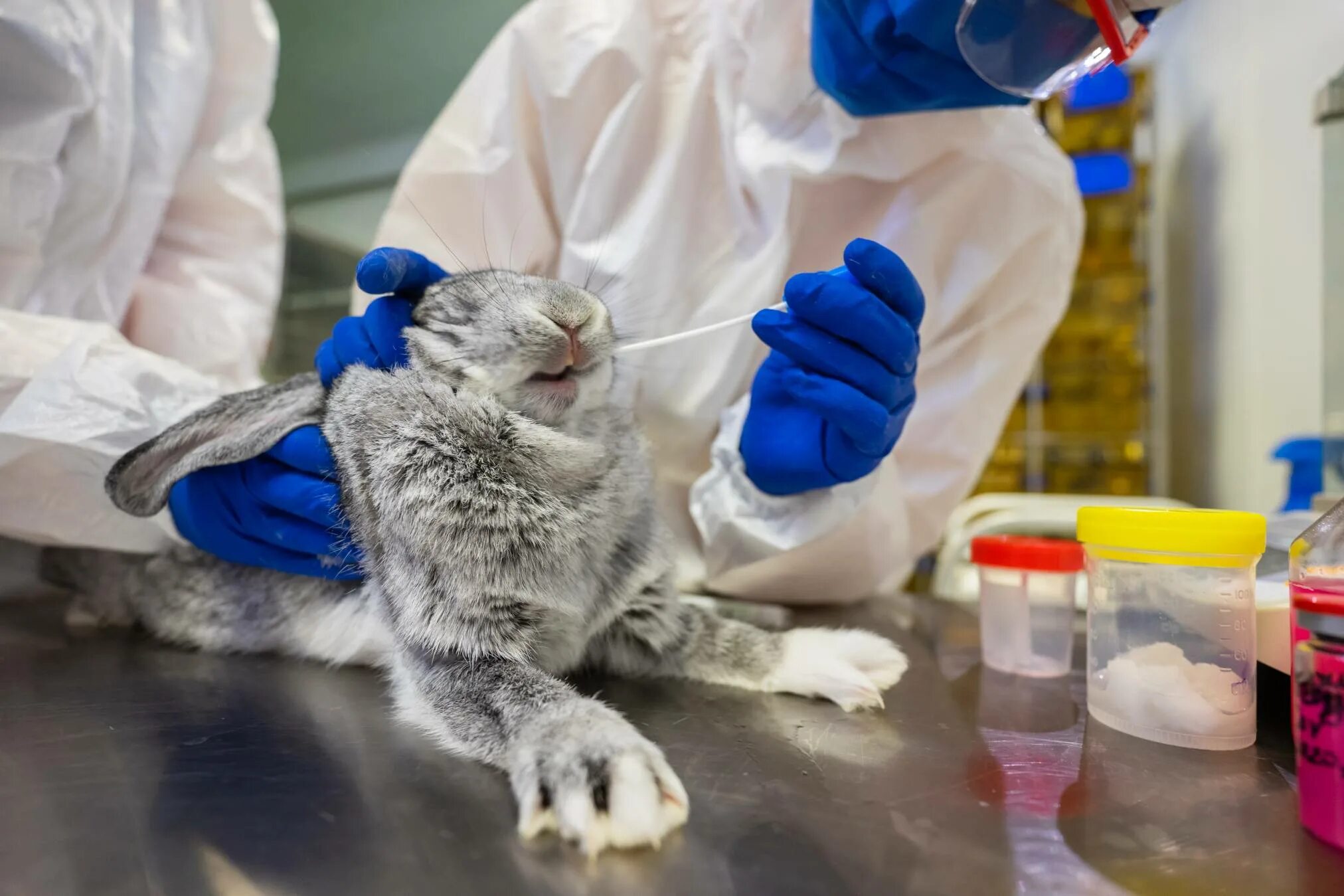 Ученые разработали новую вакцину для анализа. Современная Ветеринария. Животных вакцинируют. Животные ученые. Вакцинация пушных зверей.