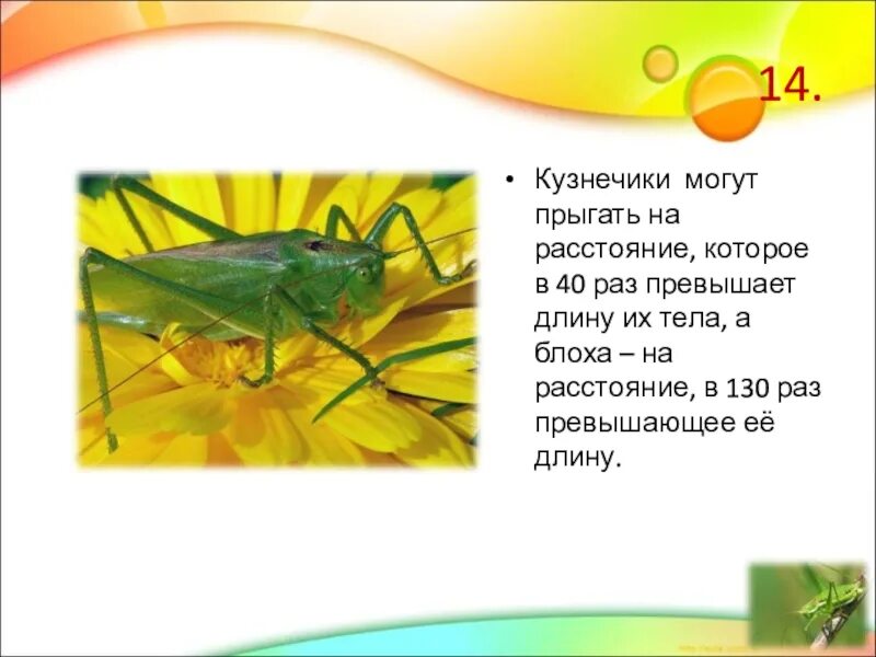 Кузнечики 2 класс окружающий мир