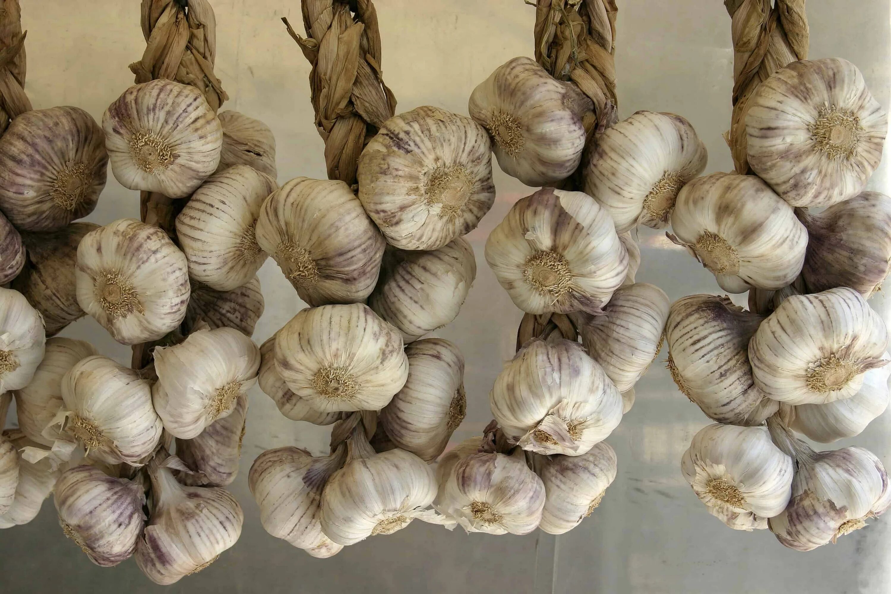 Как хранить чеснок зимой дома. Чеснок - allium sativum.. чеснок косичка. чеснок в косах. чеснок фото.