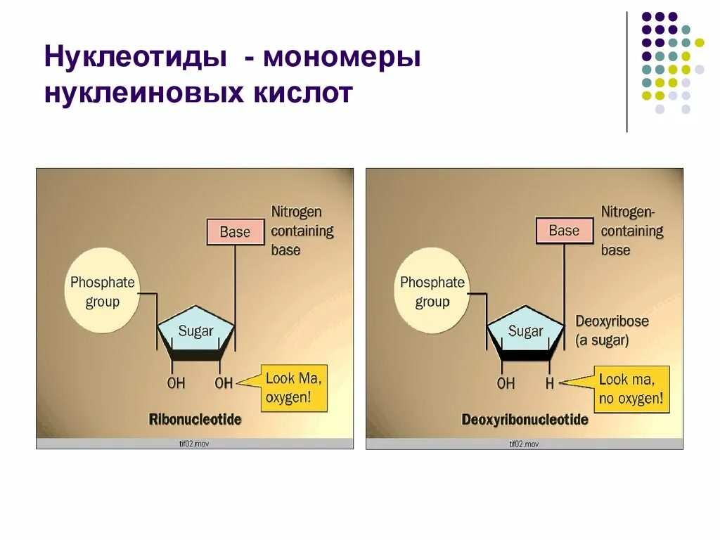 Нуклеотиды мономеры нуклеиновых кислот. Нуклеотиды мономеры чего. Мономеры молекул нуклеиновых кислот. Мономерами нуклеиновых кислот являются нуклеотиды. Нуклеотид представляет собой