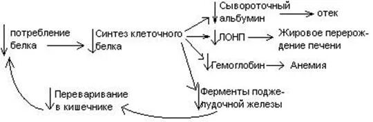 Синтез белков крови в печени. Синтез альбуминов в печени схема. Синтез альбуминов в печени. Синтез альбумина. Синтез белков в печени.