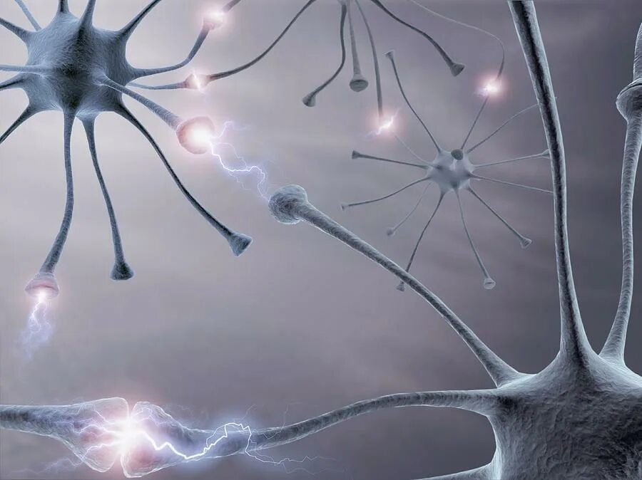 Neural search