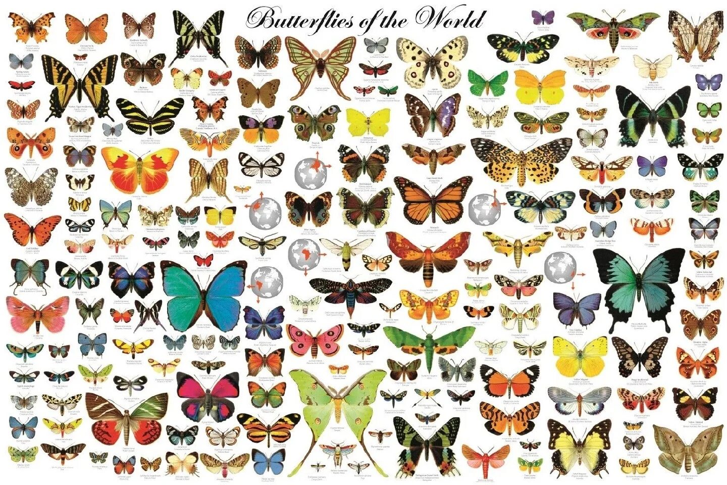 Какие имена бабочек. Название бабочек. Разнообразие бабочек. Разные бабочки. Названия бабочек с картинками.