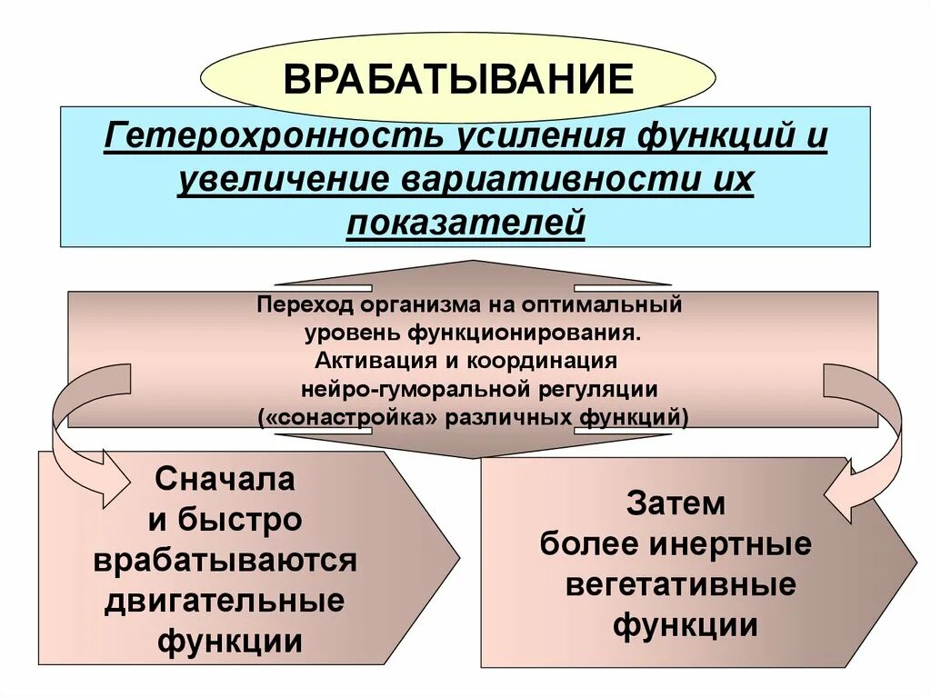 Врабатывание. Врабатывание. Закономерности врабатывания.. Врабатывание Гетерохронность. Врабатывание физиология.