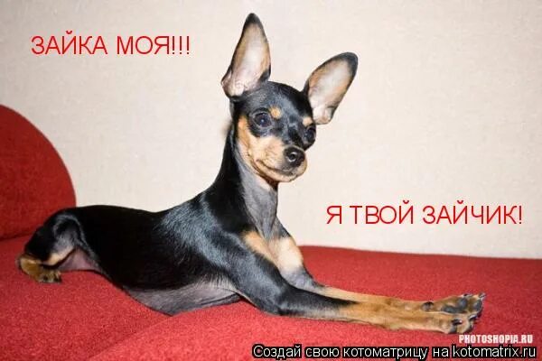 ты моя зайка я твой зайчик. люблю тебя мой зайчик. твоя зайка. я твой зайчик. ты моя рыбка я твой зайчик.