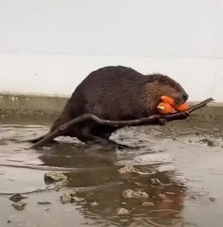 Зачем бобру