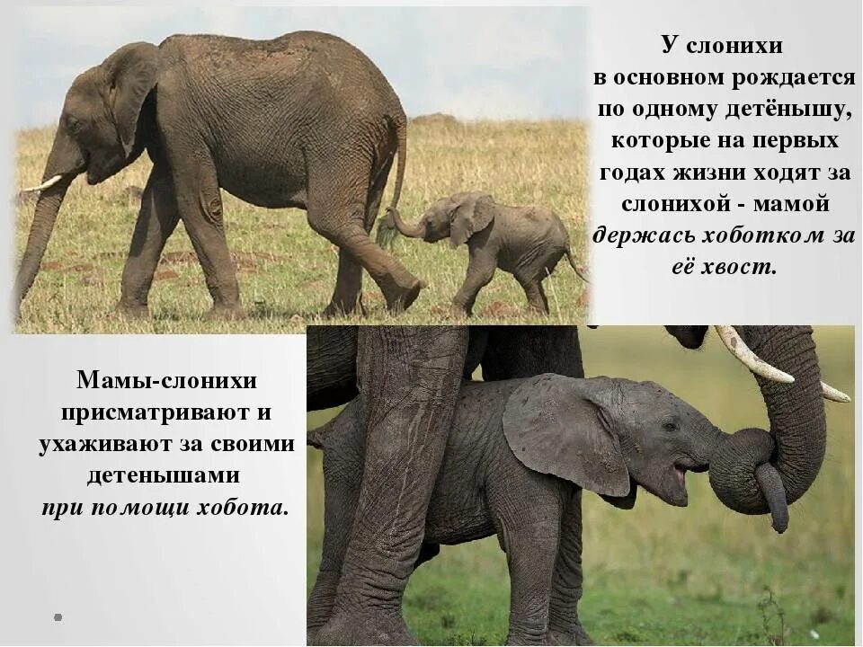 Описание слона. Для чего слону хобот. Слон идет. Почему слона назвали слоном