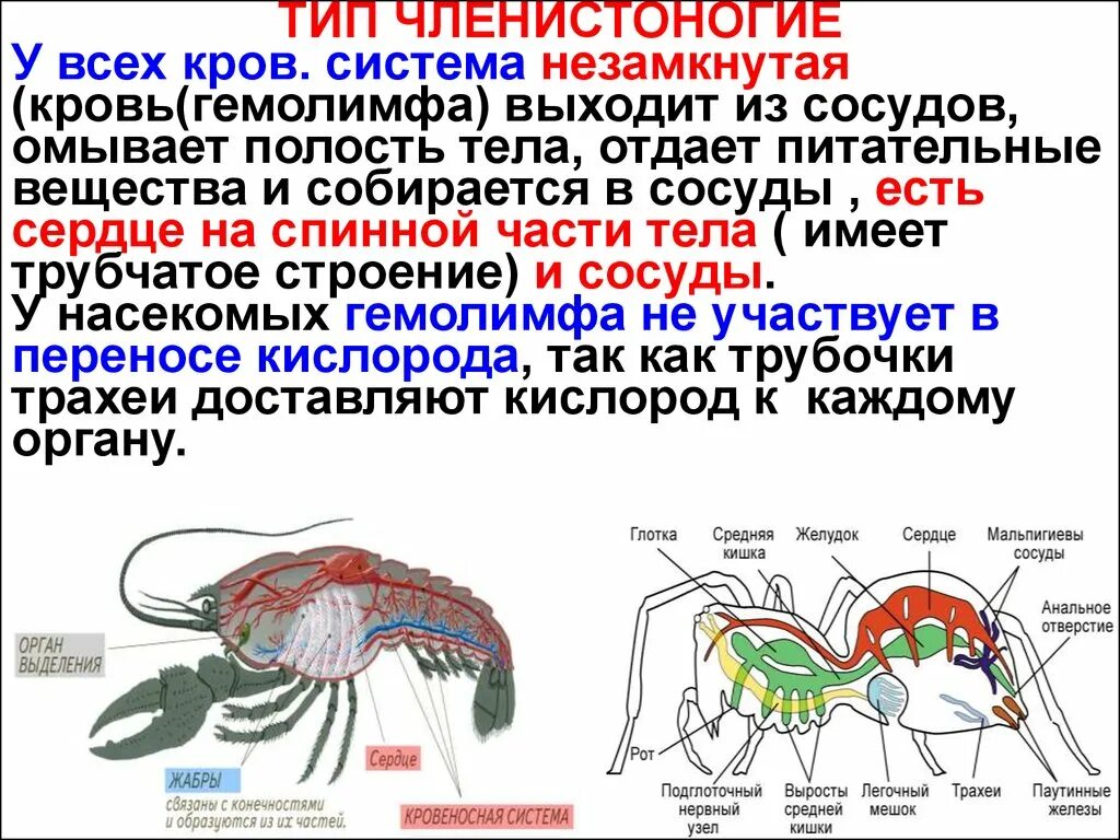 Таблица типы кровеносных систем незамкнутая. Кровеносная система членистоногих. Кровеносная система членистоногих замкнутая. Незамкнутая кровеносная система. Кровеносная система скорпиона.