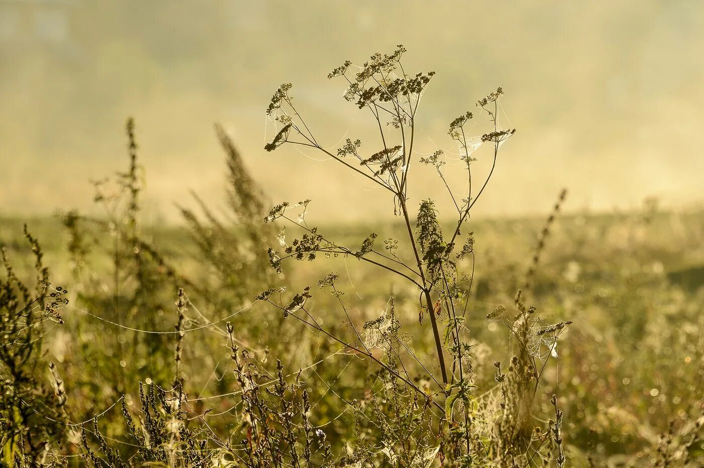 Полынь австрийская. След в полыни. Полынь беловойлочная. Полынь каспийская artemisia caspica. Полынь серебристая.