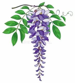 Глициния рисунок