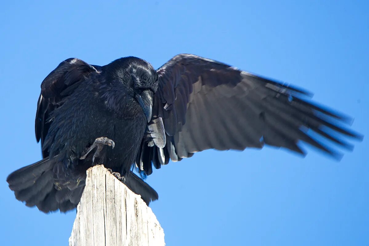 Ворон годы жизни. Королевский ворон Коракс. Ворон Corvus Corax. Корвус Коракс ворон черный. Птица Коракс.