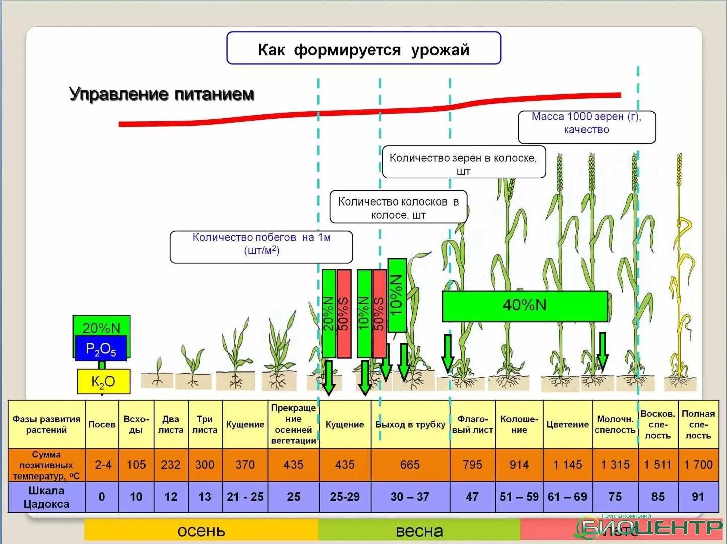 Повышения урожайности сельскохозяйственных культур. Схема развития озимой пшеницы. Фазы развития Яровой пшеницы таблица. Фазы развития озимой пшеницы таблица. Фазы роста озимой пшеницы таблица.