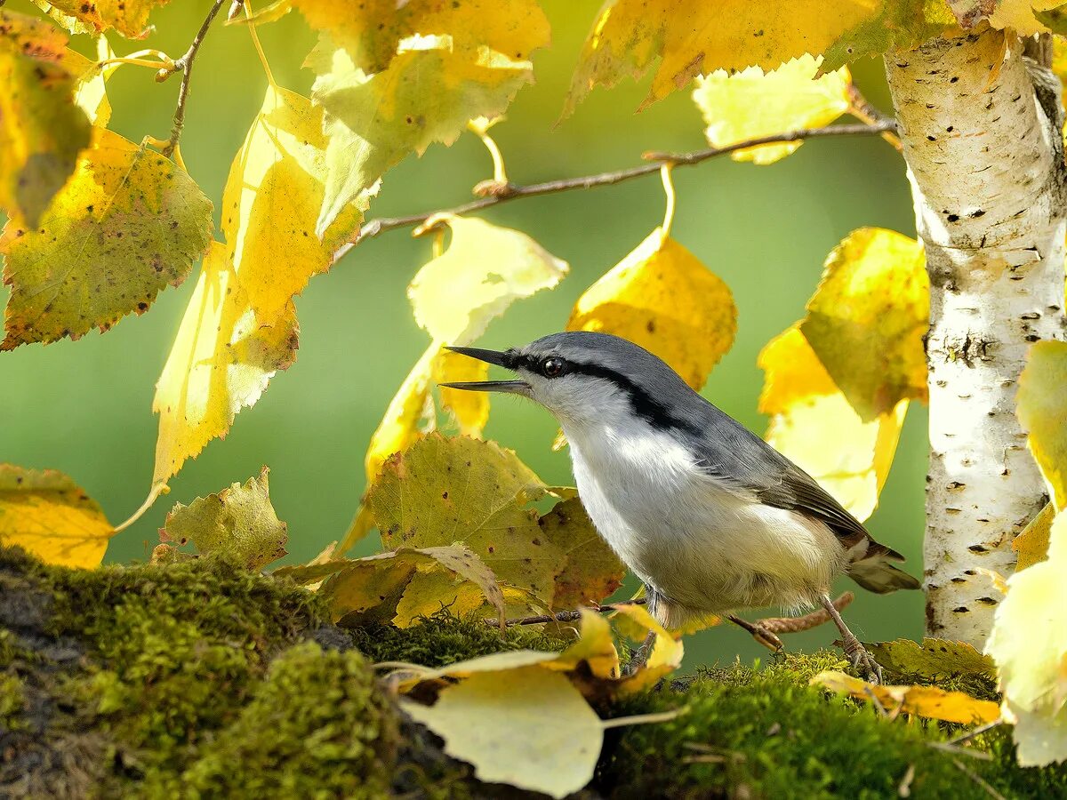 птицы в лесу. гуси перелетные птицы клин. брэдли джексон художник. алмазная мозаика синички. воробей на ветке.