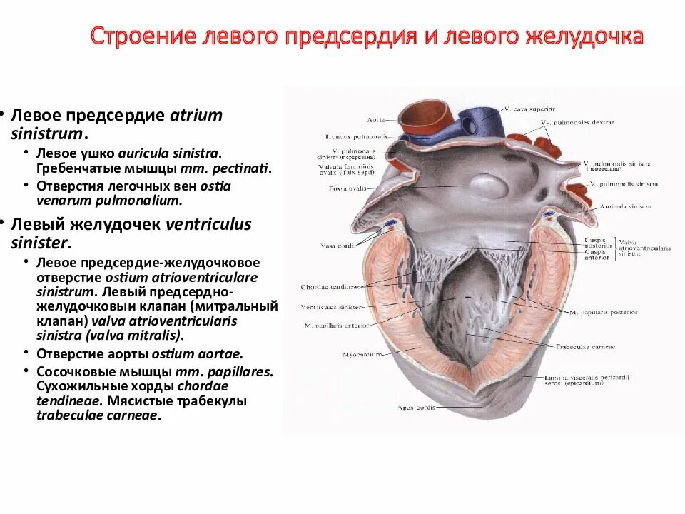 Левый и правый желудочек сосочковые. Строение левого предсердия. Строение левого желудочка. Левое предсердие сердца. Характеристика правого предсердия