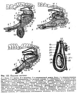 Половая система самцов