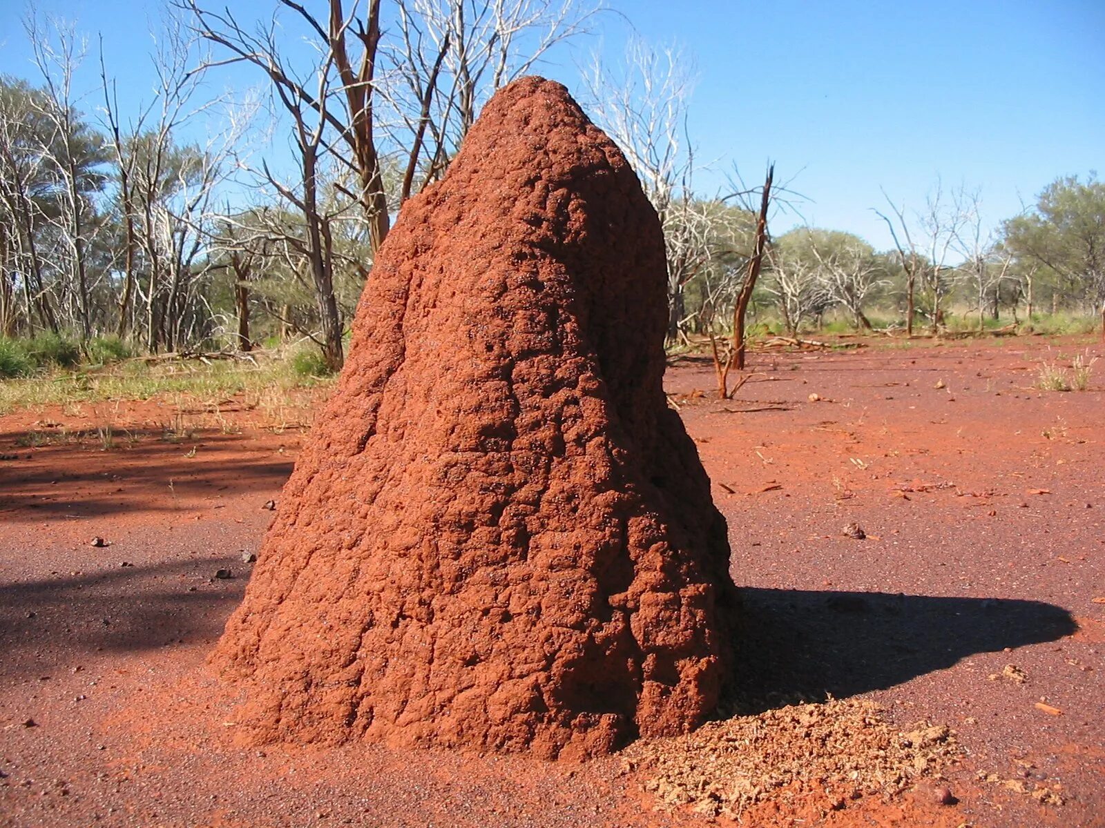 Большой муравейник. Термиты в Австралии. Термиты в Африке. Термитник и Муравейник. Австралийский башня термитник.