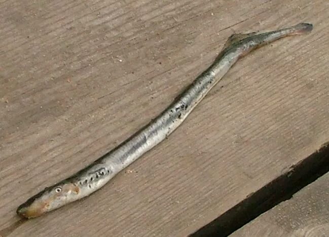 Рыба игла шарм эль шейх. Рыба палка. Черноморская пухлощёкая рыба-игла. Fistularia commersonii. Рыба флейта.