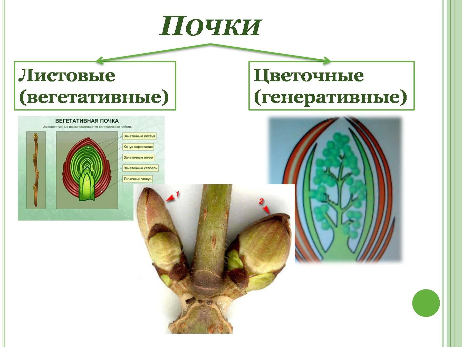 Характеристика побега, строение почки. Функции вегетативного побега. Вегетативные побеги и генеративные побеги. Вегетативные почки растений. Почка тополя в разрезе 1 класса.