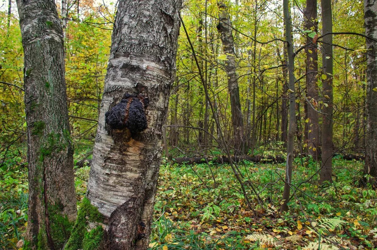 Чага в лесу. Чага Березовая. Чага на Березе. Лесной гриб чага. Чага Лесная.