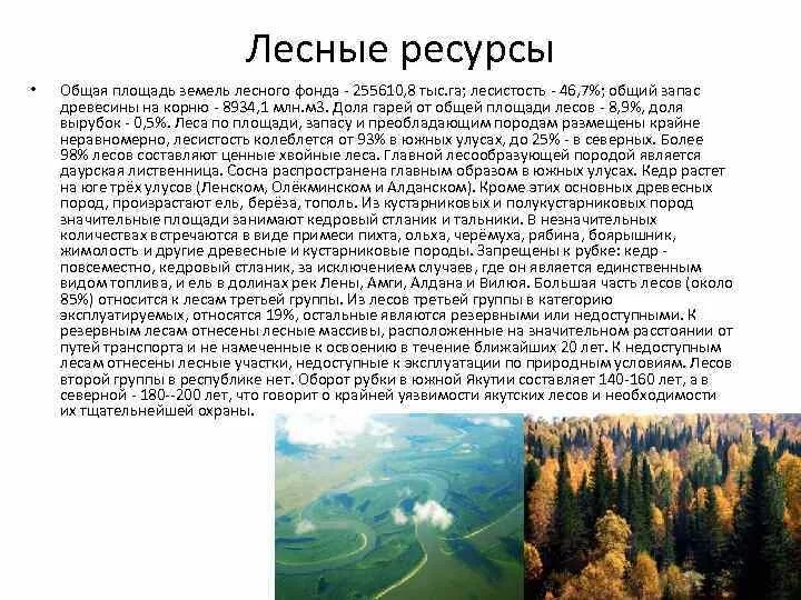 Лесные ресурсы Якутии. Основные лесообразующие породы Якутии. Лесные богатства Якутии. Площадь лесов Якутии. Основные лесообразующие породы