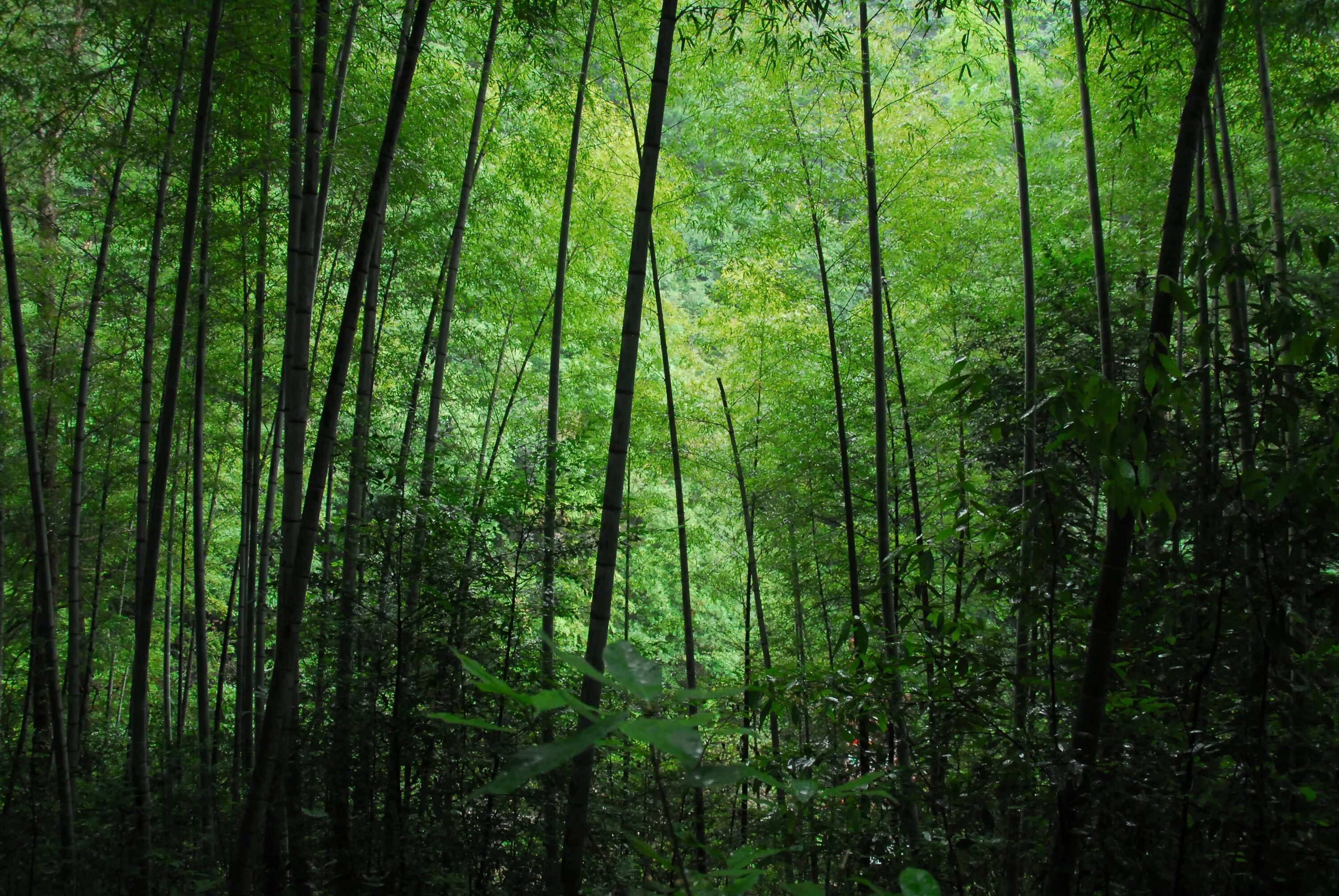 Бамбук субтропики. Зелёный бамбук Уссурийская Тайга. Листопадные тропические леса. Листопадные тропики.