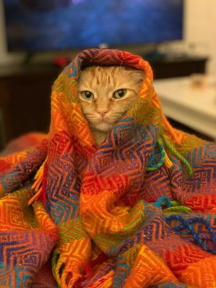 Кот закутанный в шарф. Кот замотан в шарф. Кошка закутанная в шарф. Кот укутанный шарфом.