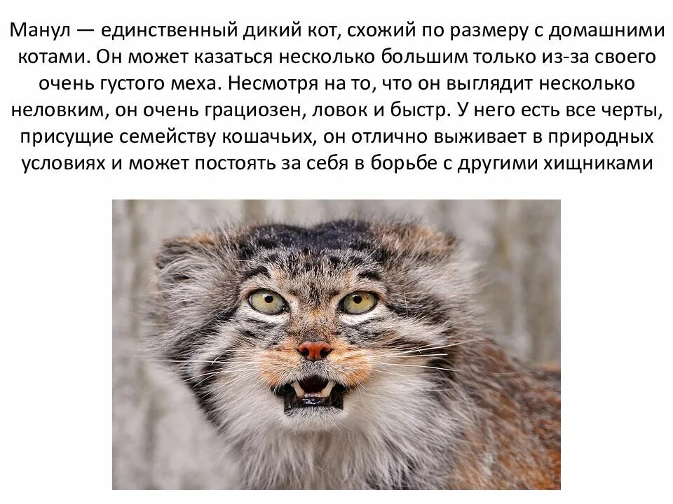 Книга дикий кот. Манул красная книга. манул забайкальский дикий кот. кот манул из красной книги. манул описание.