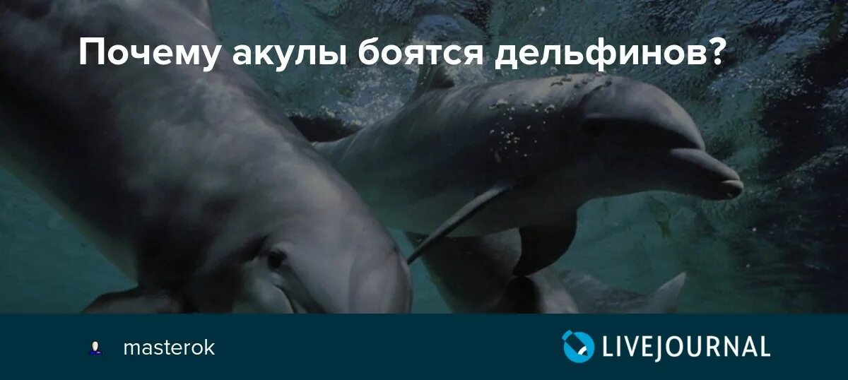 Акулы боятся дельфинов. Почему акулы боятся дельфинов. Почему акулы боятся дельфинов удивительные факты. Почему дельфины не боятся акул. Почему акулы боятся пузырей