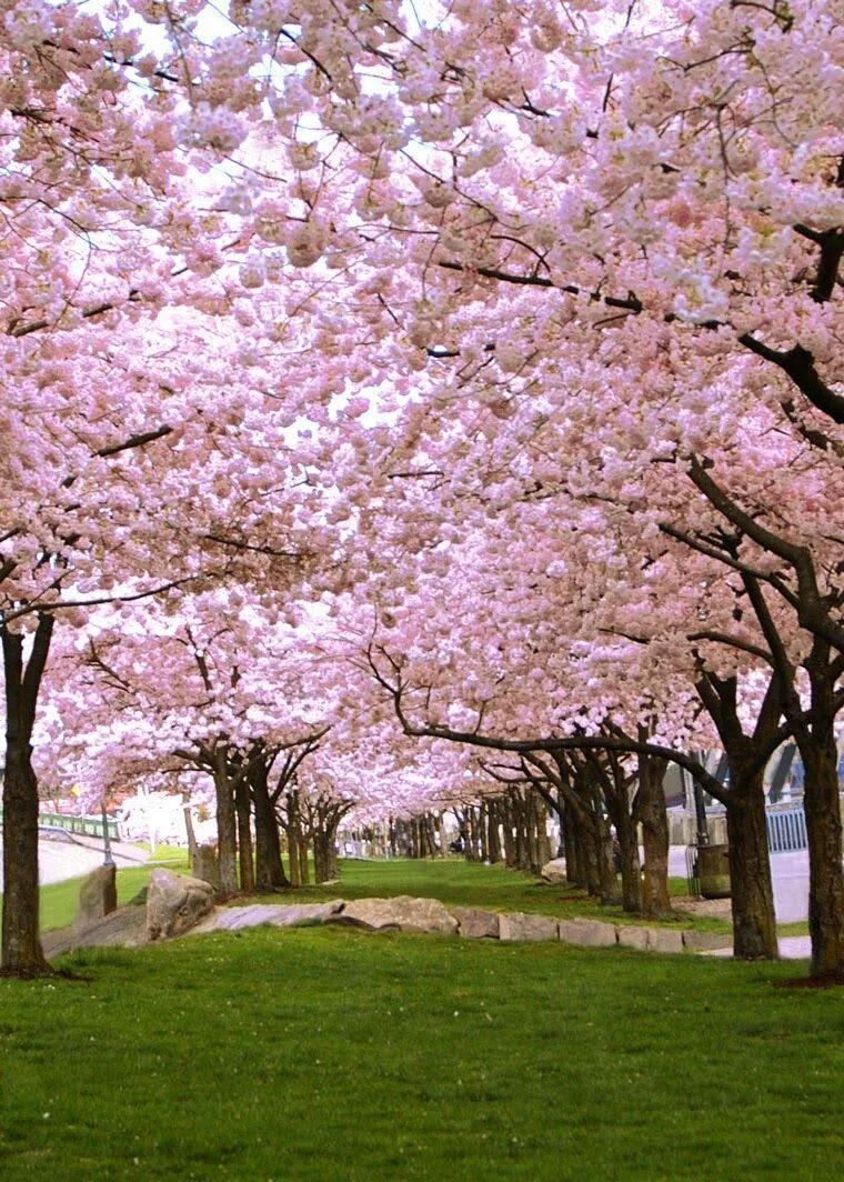 Was the best in spring. Красивые места с цветами. Spring фото. Spring Cherry. Spring Cherry Landscape.