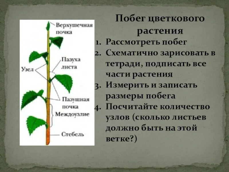 Побег задания 6 класс биология. Строение побега. Строение побега цветкового растения. Внешнее строение побега растений. Строение органов растения побег.