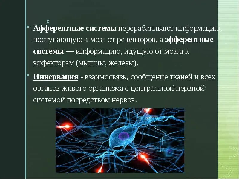 Афферентные и эфферентные. Афферентные нервы это. Афферентные нервные волокна. Периферическая нервная система афферентная и эфферентная. Чувствительные волокна от сердца.