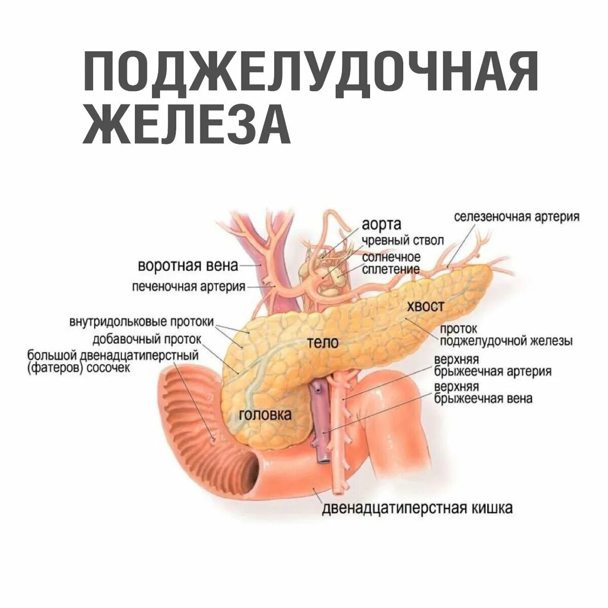 Нужна ли поджелудочная. Анатомия поджелудочной железы человека в картинках. Анатомия и физиология поджелудочной железы. Строение поджелудочной железы анатомия. Головка поджелудочной железы анатомия.