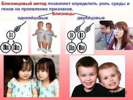 Близнецы генетика