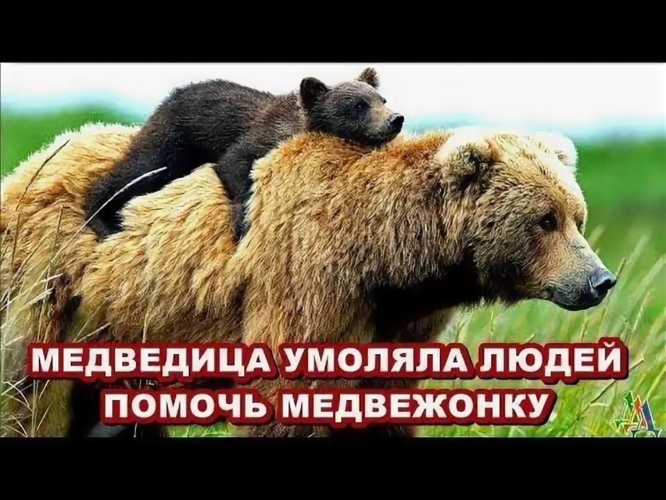 Медведь помог. Один не сдюжу помогайте медведь.
