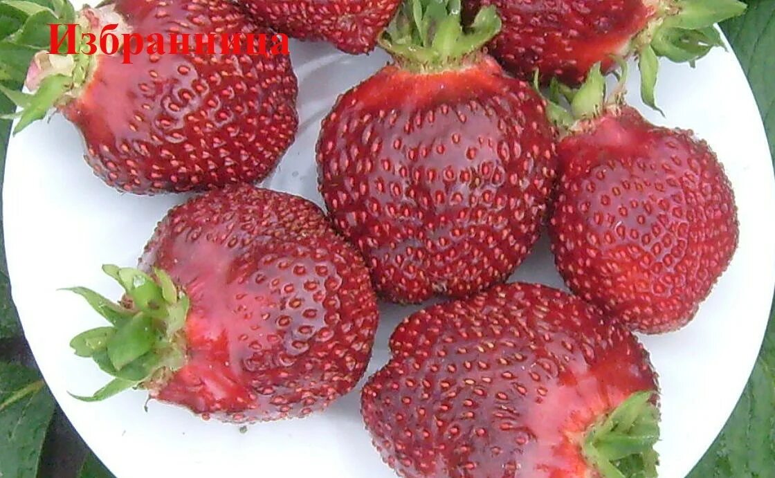 Сорт клубники бордового цвета. Сорт клубники избранница. клубника купчиха. земляника крупноплодная черный принц.
