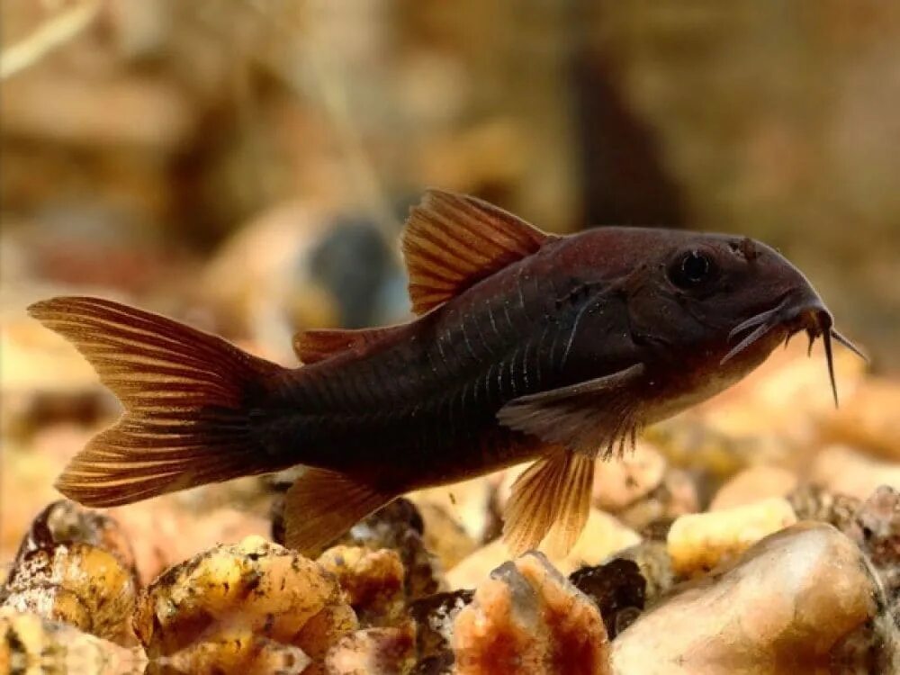 Сомик коридорас венесуэла блэк. Ctenochaetus striatus. Красный паку. Чёрный паку аквариумные пираньи. Губан дракон рыба.