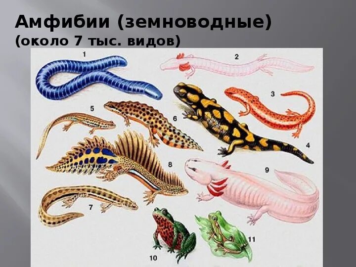 Типа амфибия