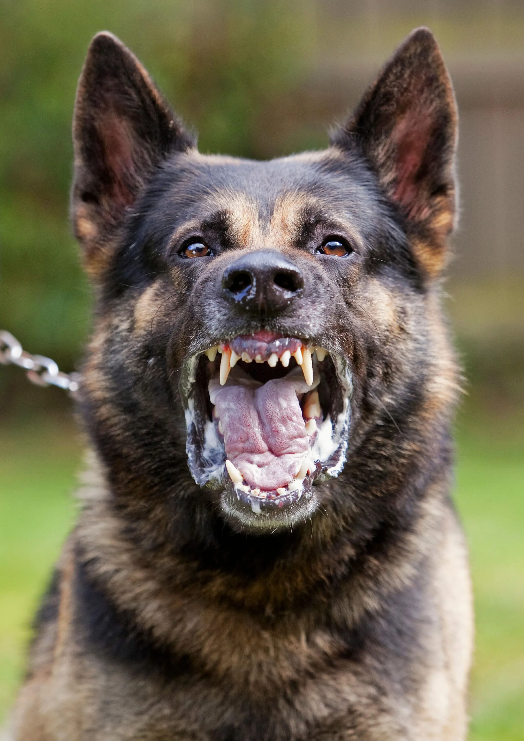 All business; game on. German shepherd Dogs, German shepherd, War dogs