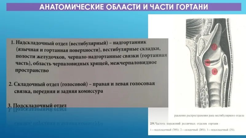 Гортань впр. Надскладочный отдел гортани. Новообразований в области гортани. Опухоль складочного отдела гортани.