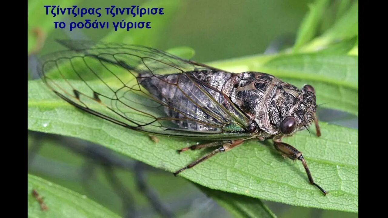 Летает стрекочет