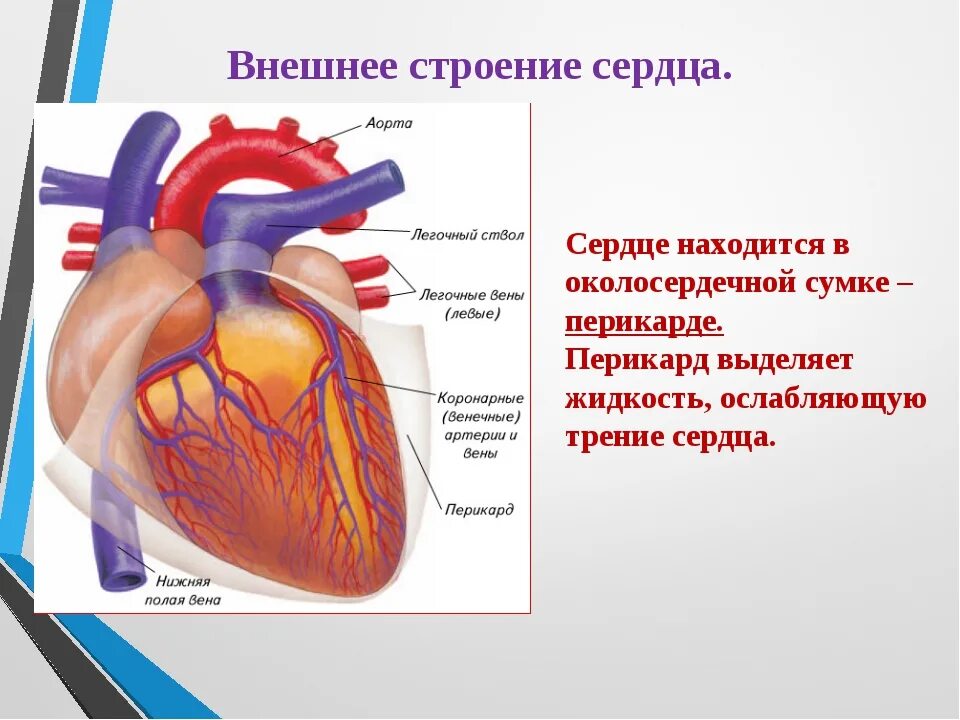 Что находится внутри сердца. Строение сердца. строение сердца человека. строение сердца фото. внешне строение сердца.