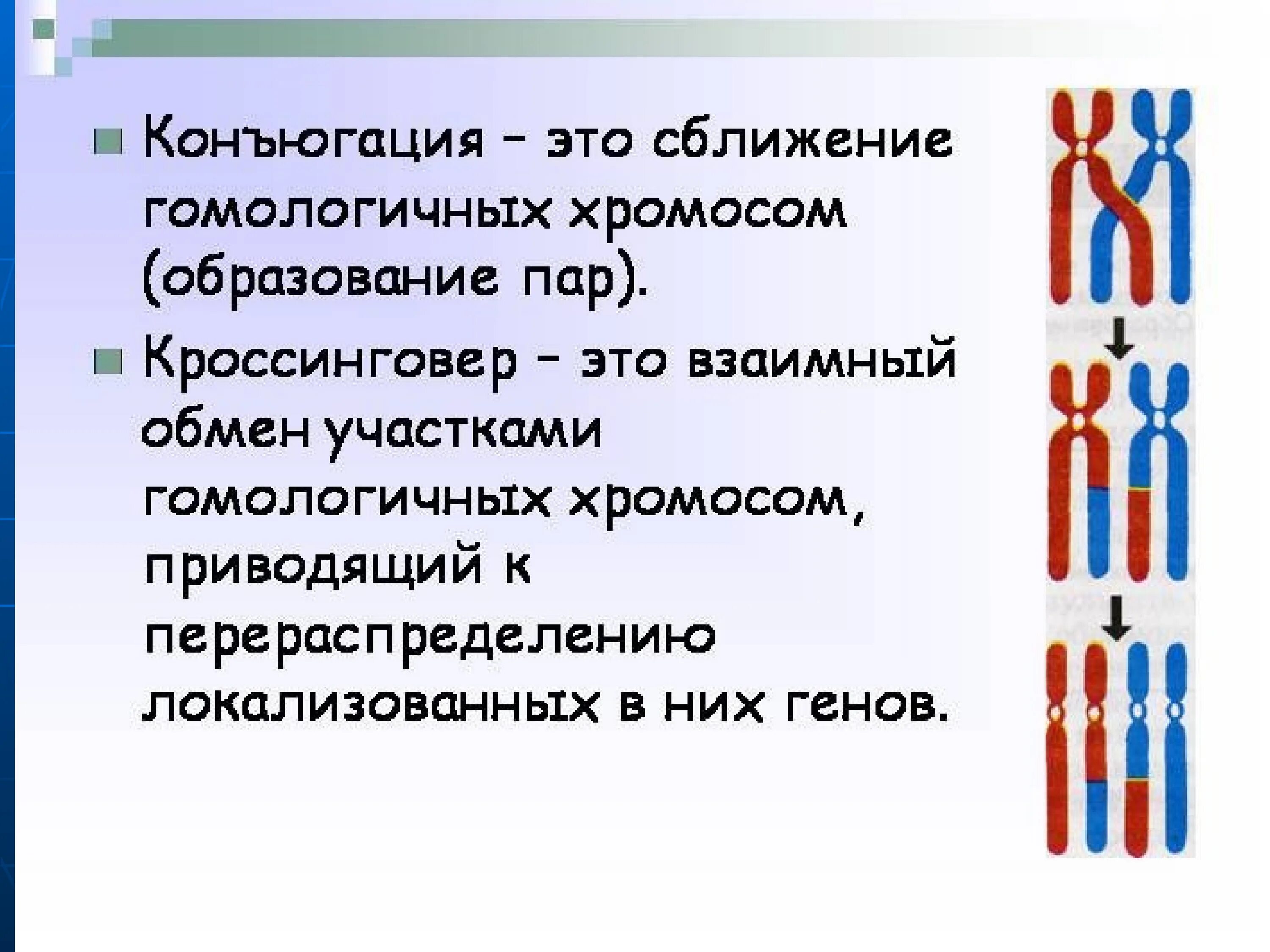 Конъюгация и кроссинговер в клетках животных происходят. Конъюгация хромосом биология 9 класс. Кроссинговер в мейозе. Конъюгация кроссинговер биология 9 класс. Конъюгация и кроссинговер.