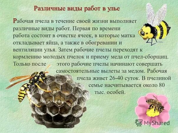 Проект про пчел и мед 3 класс Презентация к уроку биологии по теме "Пчела медоносная"