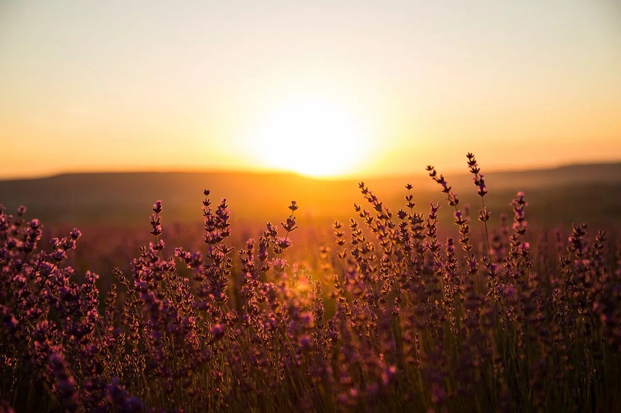 Розовый закат. Розовый закат. Розовый закат на поле. Рассвет в деревне. Поле цветов вечером.