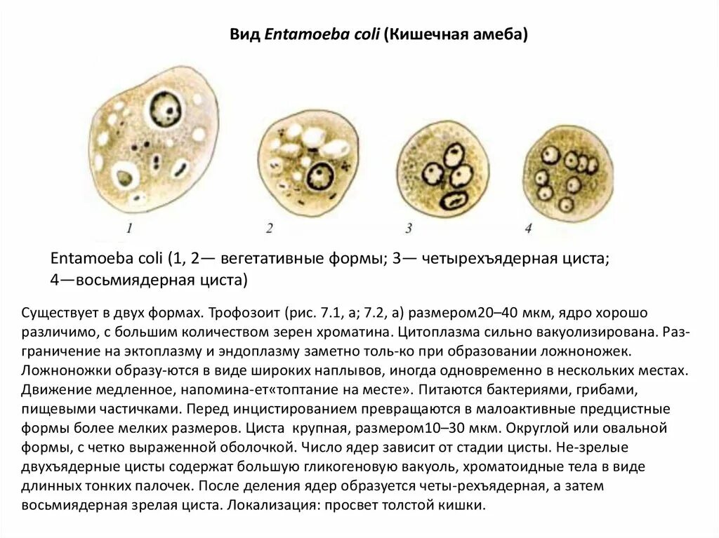 Строение цисты кишечной амебы. Цисты кишечной амебы в Кале. Кишечная амеба и дизентерийная отличия. Entamoeba coli в кале