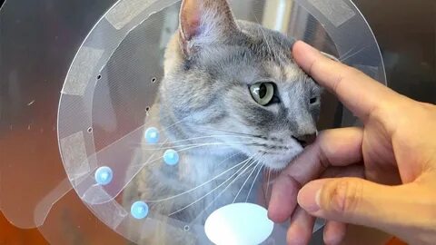 Сколько коту носить воротник после кастрации
