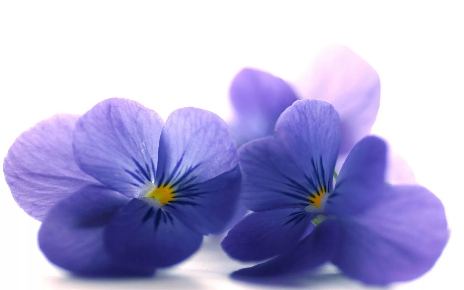 Картинки с двумя цветами. Виола фиолетовая голубая. Лепестки анютиных глазок. Анютины глазки цветок на белом фоне. Цветы на белом фоне.