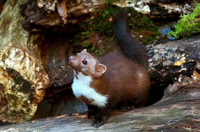 Как выглядит куница фото в реальной жизни Captivating Close-Up of a Pine Marten