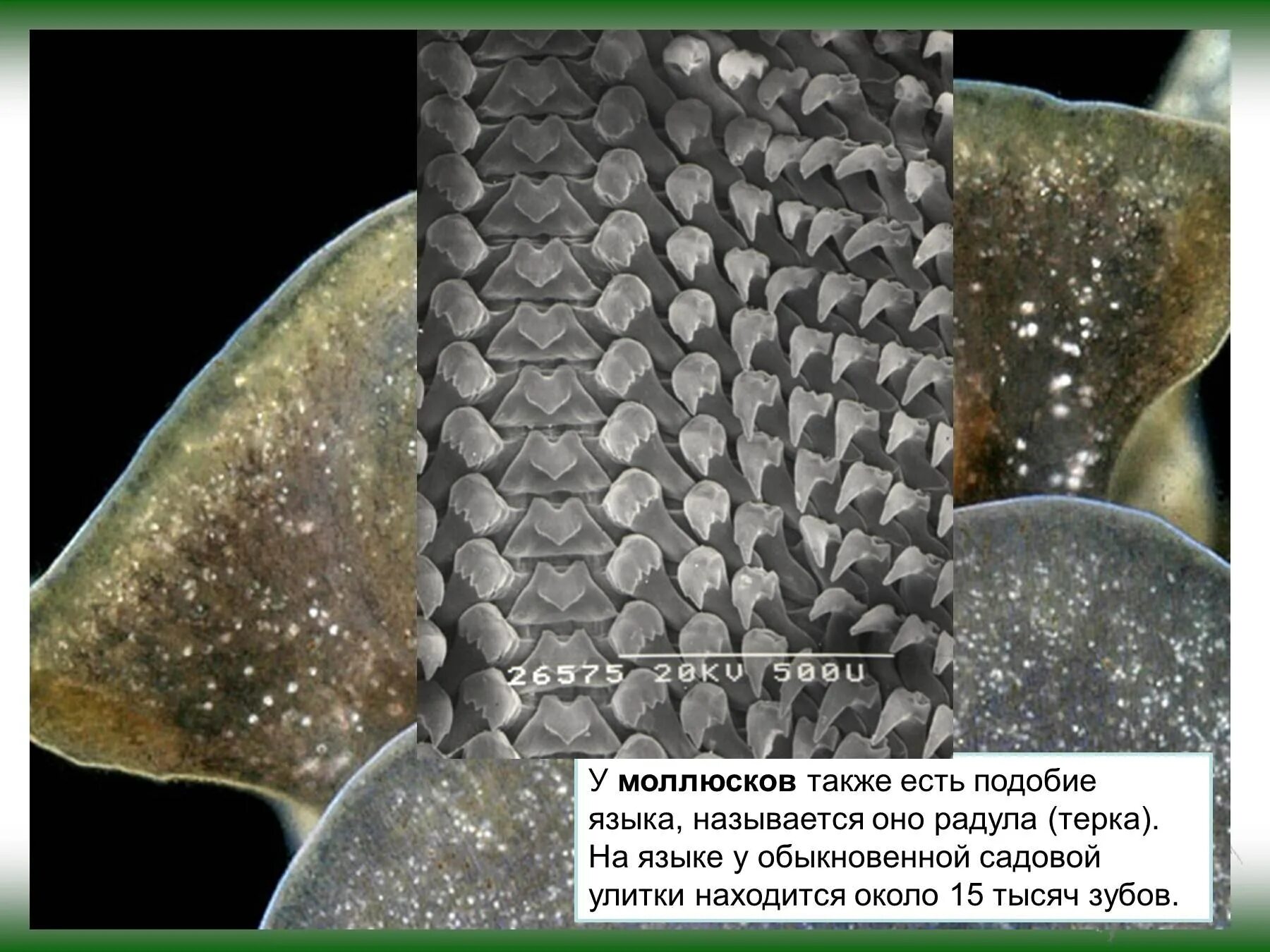 Язык моллюсков. Радула виноградной улитки. Терка Радула у моллюсков. Радула брюхоногих моллюсков. Радула терка брюхоногие.