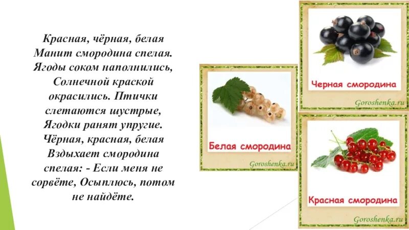 Песня про черную смородину. Стихи о смородине. Стихи про смородину для детей. Смородина стихи короткие. Смородина загадка для детей.